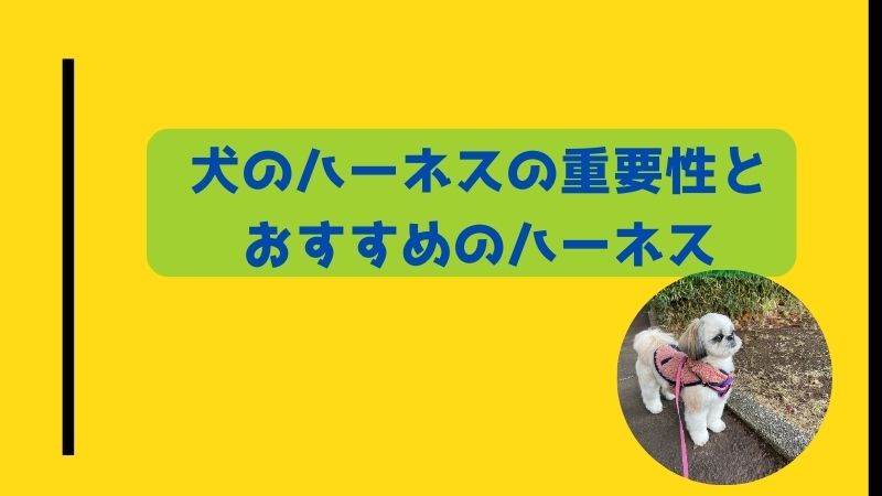 快適な散歩に欠かせないハーネス】ハーネスをおすすめ理由と小型犬に